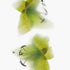Green Lilies Floral Art Print